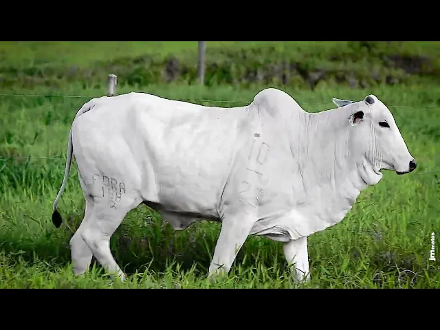 Novilha Nelore FBRA - 188