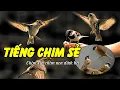 Tiếng chim sẻ mồi chuẩn và tự nhiên nhất (dài 60 phút không quảng cáo)