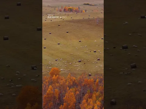 Autumn Turned Everything Gold | DJI Mavic 4 Pro