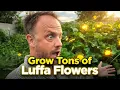 How to Grow Tons of Flowers on Luffa in Hot Climates and attract Sphinx moths