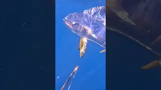 Friendly MAHI MAHI #fishing #sailing #bahamas #mahi #dorado #dolphin