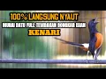 MURAI BATU GACOR FULL ISIAN TEMBAKAN KENARI SIAP BUAT LOMBA