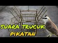 Download Lagu Suara trucuk Pikatan paling ampuh