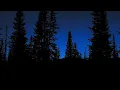 Download Lagu Tranquil Nighttime Forest / 10 Hours / #forestambience  #fallasleepinstantly  #naturesounds