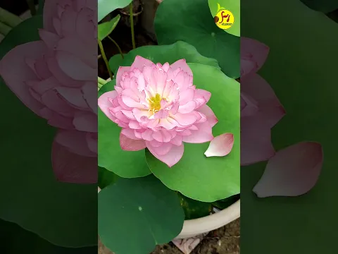 Lotus flower 🪷 #lotus #lotusflower #terrecegardening #youtubeshorts #ytshortsindia #plants #flowers
