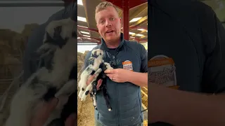 Pygmy Goat Zoomies Pygmygoats 