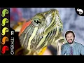Red-Eared Slider The Best Pet Turtle