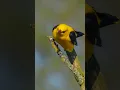 Download Lagu Burung oriole emas Eurasia (Oriolus oriolus)