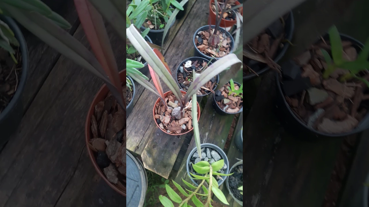 COMO CUIDAR DE ORQUÍDEA EM ÉPOCA DE MUITA CHUVA