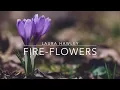 Download Lagu Fire-Flowers - laura hawley, performed by Ariose