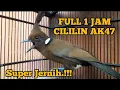 Lagu CILILIN AK 47 SUPER GACOR masteran Murai Batu Full 1 Jam