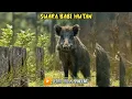 Download Lagu Pikat suara babi hutan ampuh banget
