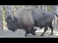 Yellowstone in October
