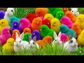Lagu Menangkap ayam Lucu, ayam warna warni, ayam pelangi, kelinci imut, bebek lucu, ikan koi, hewan lucu