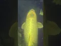 Lagu Big fish underwater | fishing mania | fishing underwater #shorts