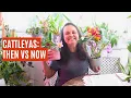 Download Lagu 5 years of growing Cattleyas 🌸 From struggles to blooming success