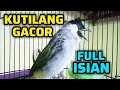 Lagu KUTILANG GACOR FULL ISIAN COCOK UNTUK MEMANCING BUNYI KUTILANG LAIN