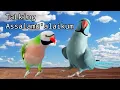 Download Lagu Masteran TALKING ASSALAMU'ALAIKUM untuk burung BETET dan parrot lainnya
