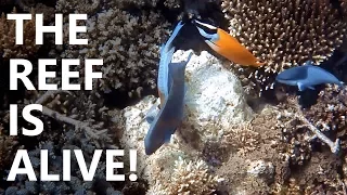 SAILING THROUGH CORAL REEFS! Ep 85