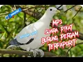 Download Lagu 🔴live.mp3.suara pikat burung PERGAM TERPAPORIT....suara asli PERGAM putih.....💯%