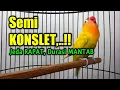 Download Lagu Masteran Lovebird Semi Konslet, JEDA RAPAT DURASI PANJANG, Cepat Pancing Emosi Lawan