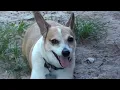 My Dog and Me