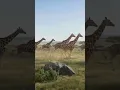 Download Lagu Giraffes Running 🦒 African Savanna