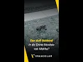 Download Lagu Een duif biddend in de Grote Moskee van Mekka?