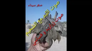 صوت فساسي مع زراريد صوت الشحيم مع اللبد طيور مهاجرة للصيد  صوت فساسي مع زراريد صوت الشحيم مع اللبد طيور مهاجرة للصيد