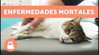 7 ENFERMEDADES más MORTALES en GATOS 🐱⚠️ (Enfermedades Felinas)