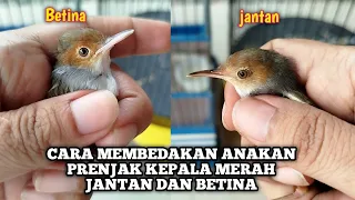 how to distinguish male and female prenjak which are still in the paud or chicken