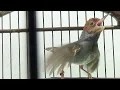 Download Lagu Prenjak gacor SPECIAAL geluid andere prenjak zullen REAGEEREN met het GELUID