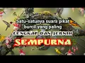 Download Lagu Satu-satunya suara PIKAT BURCIL yang paling LENGKAP dan SEMPURNA | anti zonk !!