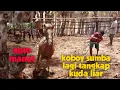 Lagu proses penangkapan kuda liar oleh koboy sumba (part 1)