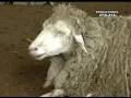 Desde Lejos Has Venido - Santos Atalaya