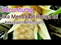 Lagu Bunga Sakti Pembawa Keberuntungan Dan Kekayaan