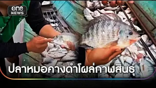 ชาวประมงหวั่น "ปลาหมอคางดำ" ระบาดทำเศรษฐกิจพัง | ข่าวเย็นช่องวัน | สำนักข่าววันนิวส์