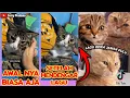 Download Lagu Reaksi Kucing Saat Mendengar Lagu Mesir Kuno - Kompilasi TikTok