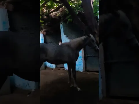 #خيل_وخياله #خيل