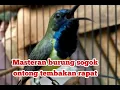 Download Lagu MASTERAN BURUNG SOGOK ONTONG FULL TEMBAKAN ROLL KENARI