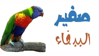 اصوات مسموعة صوت صفير الببغاء للمونتاج عالم الاصوات رائعة وممي زة و حصرية 