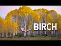 BIRCH - 5 Things you Didn t Know About this Amazing Tree