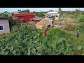 Download Lagu Wonderful Nissan Dump Truck dumping Dirt Clearing forest flooded by skill driver dozer pushing