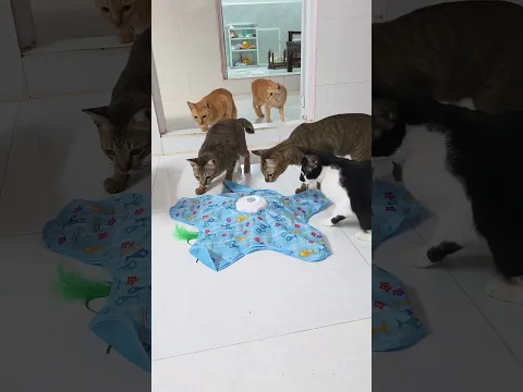 Bài hát Khế Trâu tài trợ vi déo này #khethui #cat