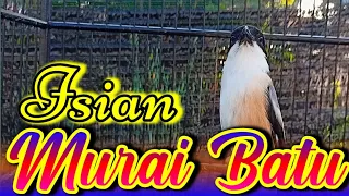 burung cendet isian murai batu gereja tarung cendet isian mewah