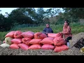 Download Lagu Harvesting melons for sale and the results of the 2025 rice crop
