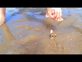 How to Catch a Razor Fish Clam with just Salt