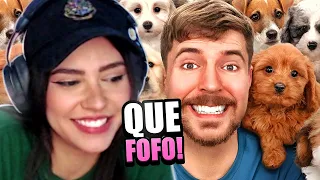 CHOREI !! 100 CACHORROS SENDO ADOTADOS - MR BEAST | LOUD MII REAGE