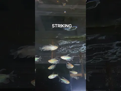 These Fish Make A Statement