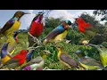 Download Lagu Ini Baru MP3 Untuk Pikat Burung Kecil❗Suara pikat burung kecil 2025 ampuh 💯